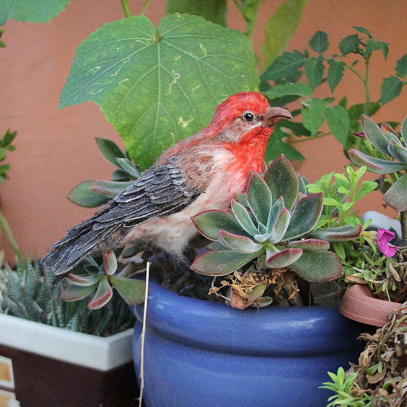 Needle Felted bird. House finch . image 3