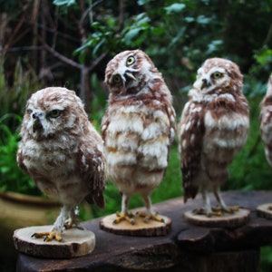 Needle Felted Owl, Burrowing Owl, Needle Felted Bird, Needle felted bird sculpture, Owl Faux taxidermy, Owl decor, Owl sculpture, Owl gift image 2
