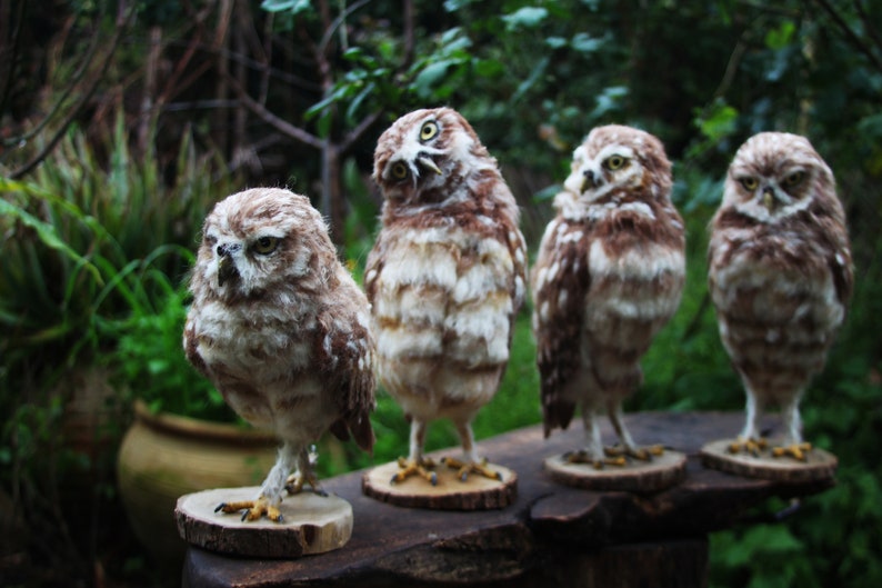 Needle Felted Owl, Burrowing Owl, Needle Felted Bird, Needle felted bird sculpture, Owl Faux taxidermy, Owl decor, Owl sculpture, Owl gift image 2