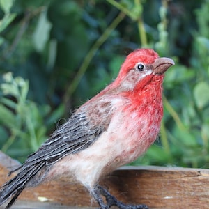 Needle Felted bird. House finch . image 6