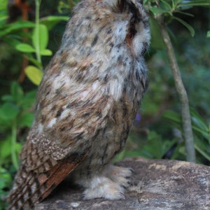 Needle felted owl. Long-eared Owl. Made to order image 7