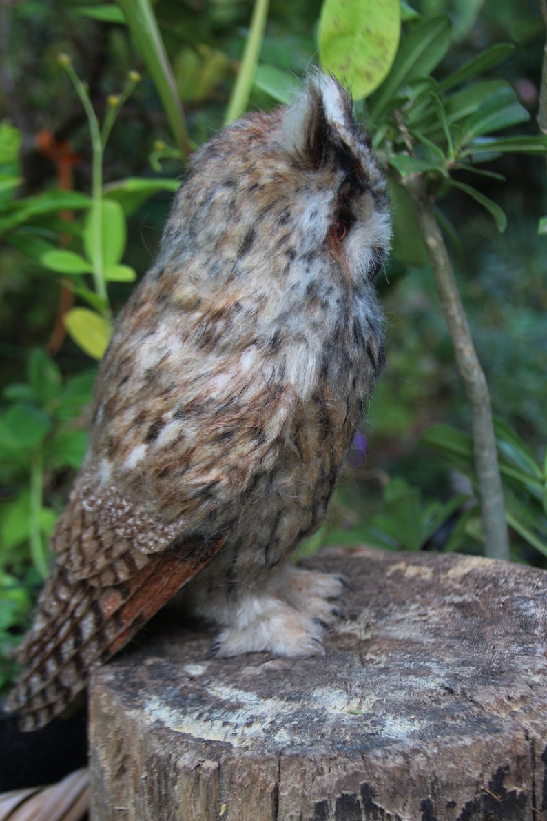 Needle felted owl. Long-eared Owl. Made to order image 7