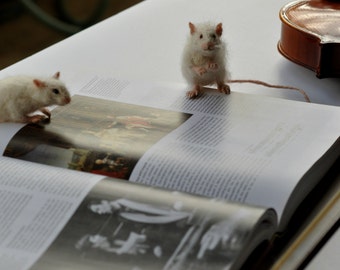 Needle Felted Mouse. White Mouse. Needle felt mouse. Real size .  Made to order