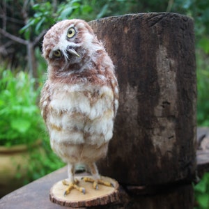 Needle Felted Owl, Burrowing Owl, Needle Felted Bird, Needle felted bird sculpture, Owl Faux taxidermy, Owl decor, Owl sculpture, Owl gift image 3