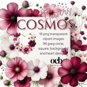 Fleurs de cosmos, roses, blanches et bordeaux, scrapbooking, arrière-plans, clipart transparent, fabrication de cartes, journaux indésirables, art et artisanat.