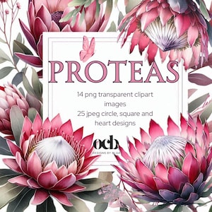 Clipart de protea, proteas em aquarela, papel de fundo, scrapbooking.
