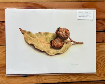 Gumnut Botanical Art Print: Australian Watercolor Giclee