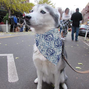 May include: A Siberian Husky dog with blue eyes wearing a blue and white patterned bandana. The dog is sitting on a paved street, with a leash attached. The background includes trees, buildings, and people.