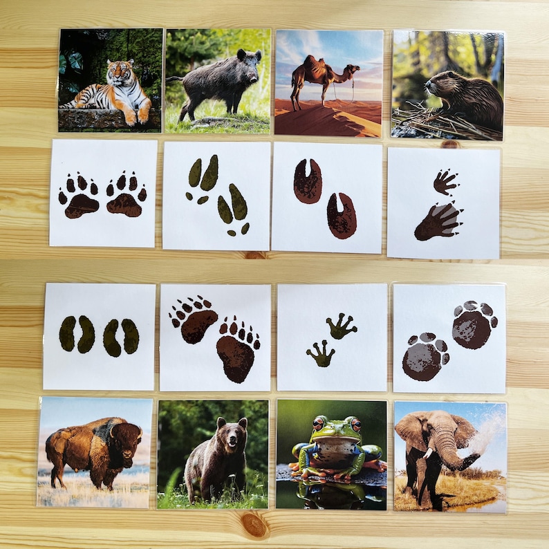 May include: A set of 12 cards featuring animal footprints and images of animals, including a tiger, boar, camel, beaver, buffalo, bear, frog, and elephant. The cards are printed on white cardstock with brown and black footprints.