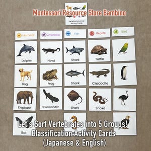 Laten we gewervelde dieren in 5 groepen indelen! Classificatie-activiteitenkaarten (inclusief Japanse en Engelse versies)