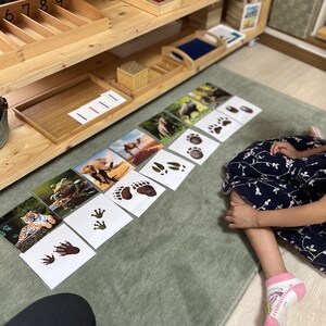 May include: A child is matching animal footprints to pictures of animals. The pictures include a tiger, frog, elephant, camel, and a bear. The footprints are on white cards with a green background.