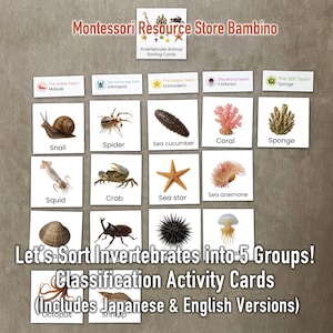May include: Montessori invertebrate animal sorting cards. Includes cards with images of a snail, spider, sea cucumber, coral, and sponge. The text reads "Let's Sort Invertebrates into 5 Groups! Classification Activity Cards (Includes Japanese & English Versions)".