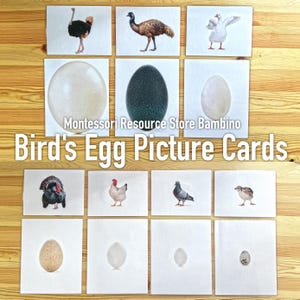 Cartes illustrées d'oiseaux et de leurs œufs