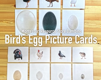 Tarjetas con imágenes de pájaros y sus huevos
