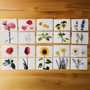 Cartões combinando folhas e flores