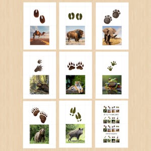 May include: A set of nine cards with animal footprints and corresponding animal images. The cards are white with a brown wood background. The footprints are brown and green. The animals include a camel, buffalo, elephant, beaver, tiger, frog, bear, and wild boar. The text on the card reads "Animal Footprints".