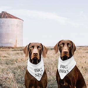 Big Sis tie on Dog Bandana, Big Sister Pet Scarf, for Pregnancy Announcement, maternity photoshoot, Baby reveal, Dog lover Gift Bandana