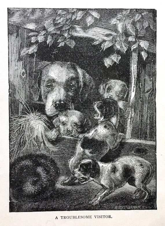 1889年ヴィンテージ子犬イラスト、アンティークブックプレートアート