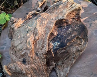 Old-Growth Burl Codename: Oracle - Collector's Rare Natural Art Rustic Decor