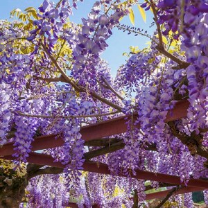 Glycine Sinensis - Etsy Canada