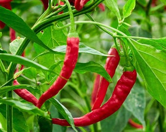 Graines de Piment d'Espelette / Gorria– Récolte Maison & Bio