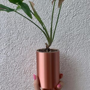 May include: A small, cylindrical copper-colored planter holds a houseplant with green and pink leaves. The planter is held by a hand with pink nail polish against a white textured wall. The plant has several stems and leaves.