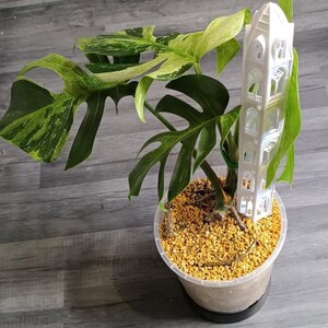 May include: A potted Monstera plant with large, split leaves in shades of green and yellow. A white, decorative support structure is in the center. The pot contains yellow pebbles. The plant sits on a grey wooden surface.