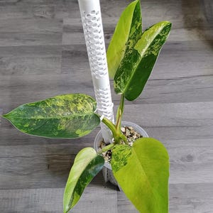 May include: A potted plant with large, variegated green and yellow leaves. A white, cylindrical support structure is placed in the center of the pot. The plant is in a clear plastic pot, set against a gray wood-grain surface.