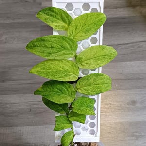 Puede incluir: Una planta en maceta con hojas abigarradas verdes y amarillas trepa por un enrejado blanco. La planta está en una maceta de plástico transparente llena de tierra y corteza. El fondo es una superficie de vetas de madera gris claro.