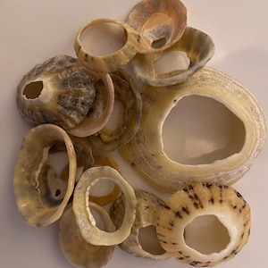 Versatile North Sea Limpet Seashells with Natural Holes: Craft Supplies (50g)