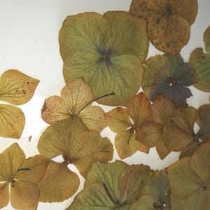 May include: Close-up of dried hydrangea flowers in shades of green, brown, and tan. The petals are delicate and textured, with visible veins. The flowers are arranged on a white surface, creating a natural, botanical theme.