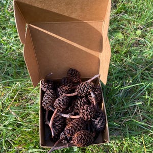 May include: A small, open cardboard box filled with dark brown pine cones. The box sits on green grass, with sunlight casting shadows. The pine cones have a textured surface and are clustered together.
