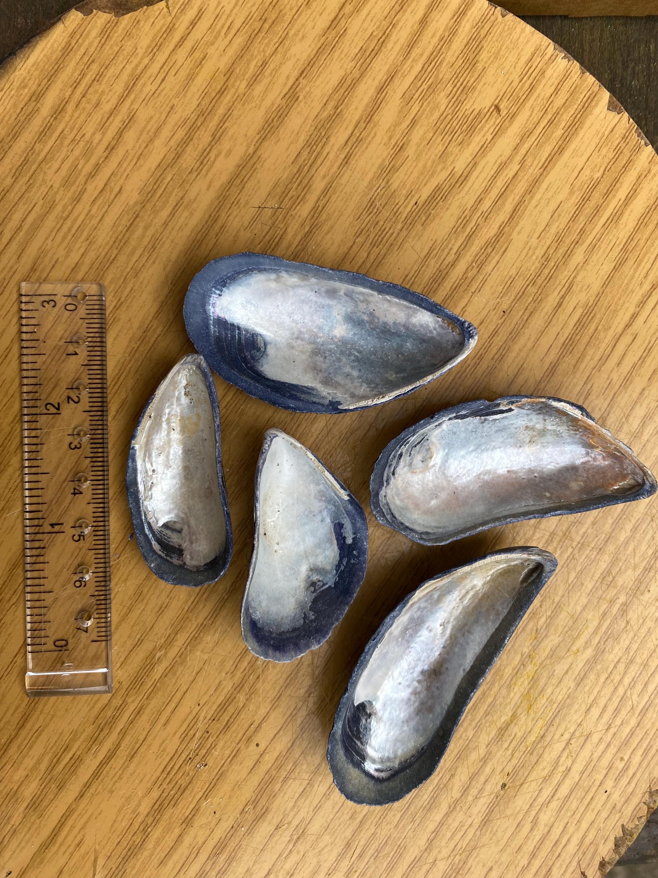 Iridescent North Sea Mussel Shells: Pearly Blue Craft Supply (set