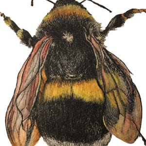 May include: A detailed illustration of a bumblebee with black and yellow stripes, brown wings with red and orange watercolor accents, and a fuzzy black body.