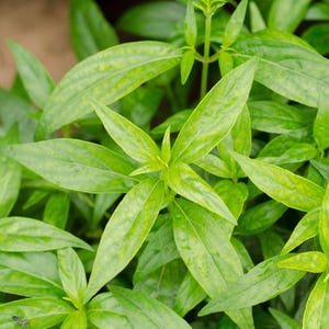 Puede incluir: Primer plano de una planta verde de hojas, con hojas de color verde vibrante. Las hojas están dispuestas en un patrón radial, creando una textura visualmente atractiva.