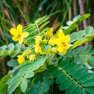 以下が含まれることがあります： 黄色の花と緑の葉のクローズアップ。花は5枚の花びらがあり、満開です。葉は長く、細いです。