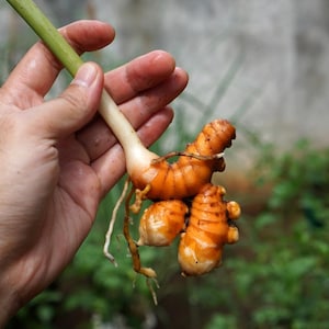 Puede incluir: Primer plano de raíz de cúrcuma fresca, sostenida en una mano. La cúrcuma tiene un color naranja brillante con una textura acanalada. El tallo es verde y la raíz tiene pequeñas raicillas blancas. El fondo es follaje verde borroso.