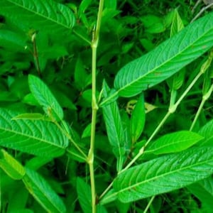 Pode incluir: Close-up de folhas verdes vibrantes com veias proeminentes, mostrando uma planta natural e exuberante. As folhas são alongadas e pontiagudas, com uma textura suave. A imagem captura a aparência fresca e saudável da planta.