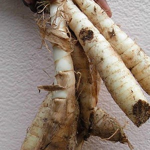 Puede incluir: Primer plano de varias raíces blancas y nudosas con material fibroso marrón adherido. Las raíces están dispuestas en un haz y parecen recién cosechadas.