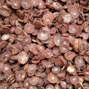 Buah Pinang, Betel Palm Fruit (areca Catechu) - Etsy