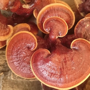 May include: Close-up of several dried reishi mushrooms. The mushrooms have a kidney-shaped cap with a reddish-brown color and a lighter, yellowish-brown edge. The caps are layered and have a glossy appearance.