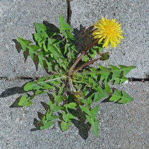 乾燥 - Daun Jombang (Taraxacum officinale)