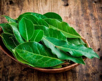 SECO - Daun Salam, folhas de louro (Syzygium polyanthum)