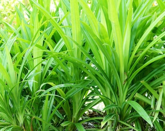DRIED - Pandan Wangi (Pandanus amaryllifolius)