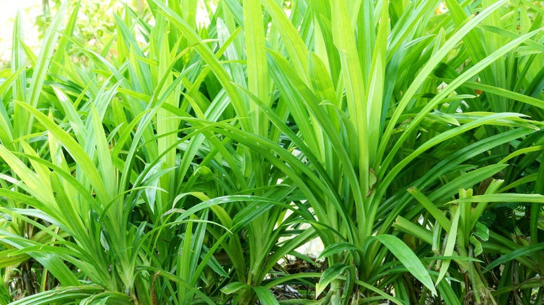 DRIED - Pandan Wangi (pandanus Amaryllifolius) - Etsy