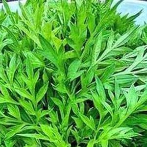 Peut inclure: Gros plan sur un bouquet de légumes verts à feuilles fraîches. Les feuilles sont longues et étroites, avec un bord légèrement dentelé.