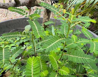 May include: A close-up of a potted plant with green leaves. The leaves are long and narrow, with a slightly serrated edge. The plant is growing in a black pot.