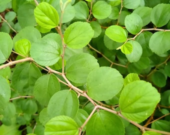 DRIED - Bidara, Jujube (Ziziphus mauritiana)