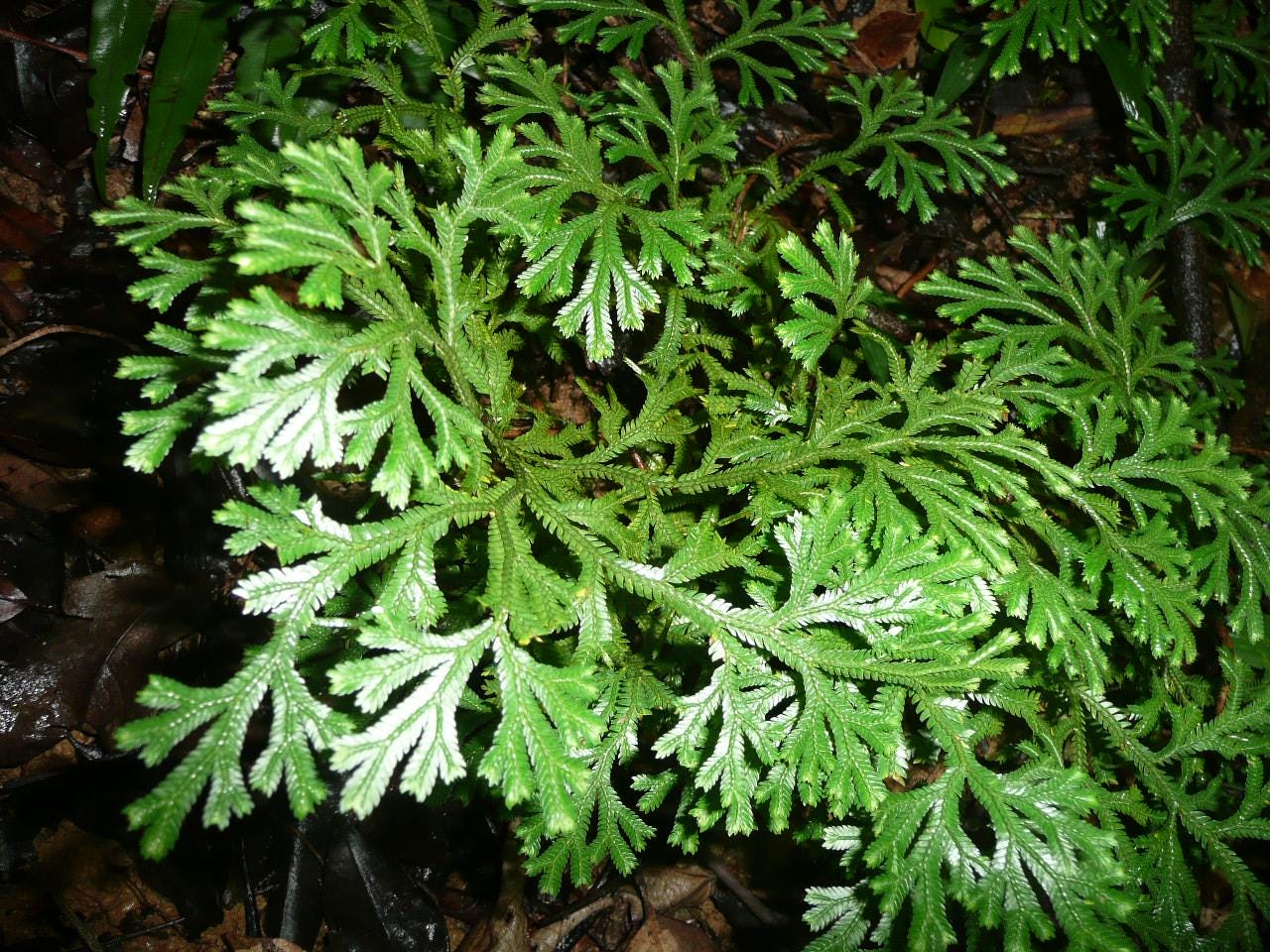 Selaginella - Etsy 日本