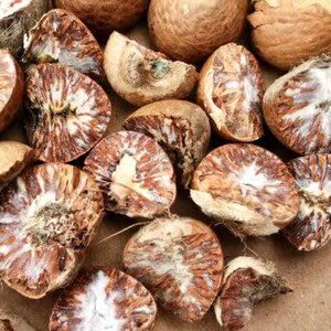 Buah Pinang, Betel Palm Fruit (areca Catechu) - Etsy